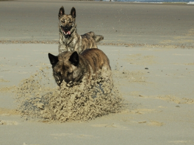 Honden spelen op het strand